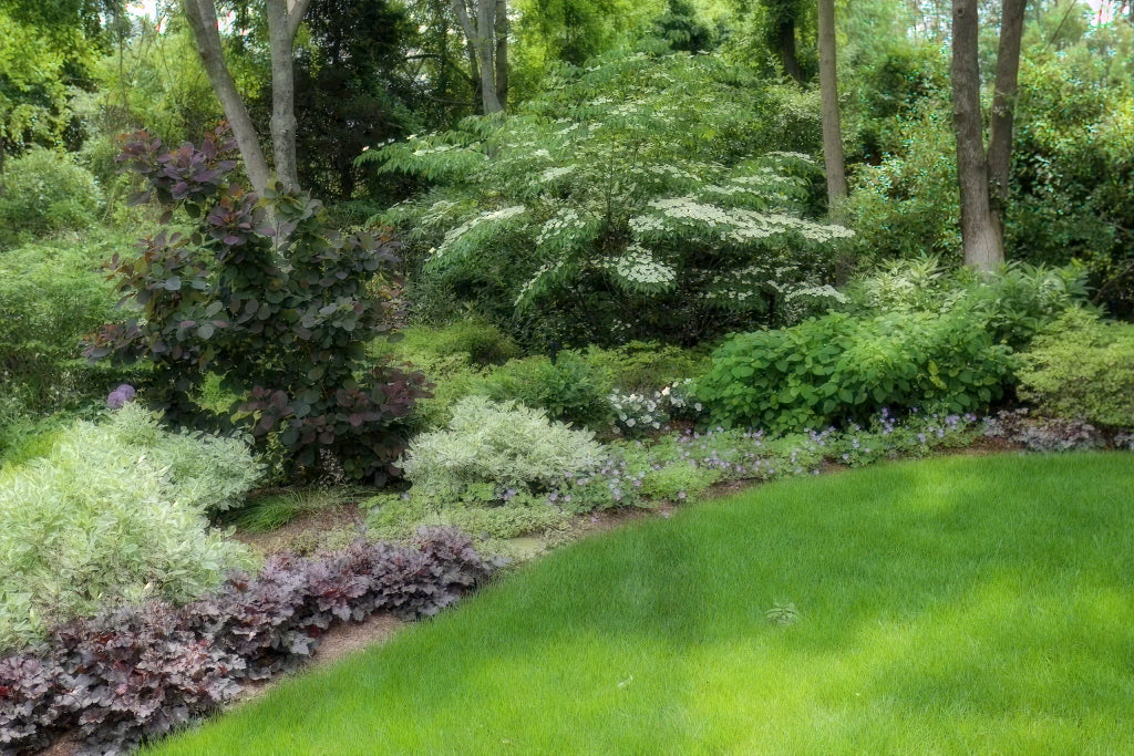 Shaded woodland garden with smokebush and heuchera