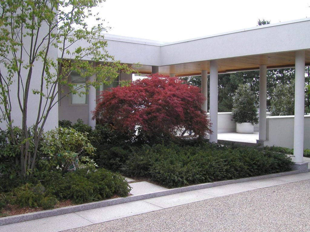 Mature red Japanese maple specimen with architecture