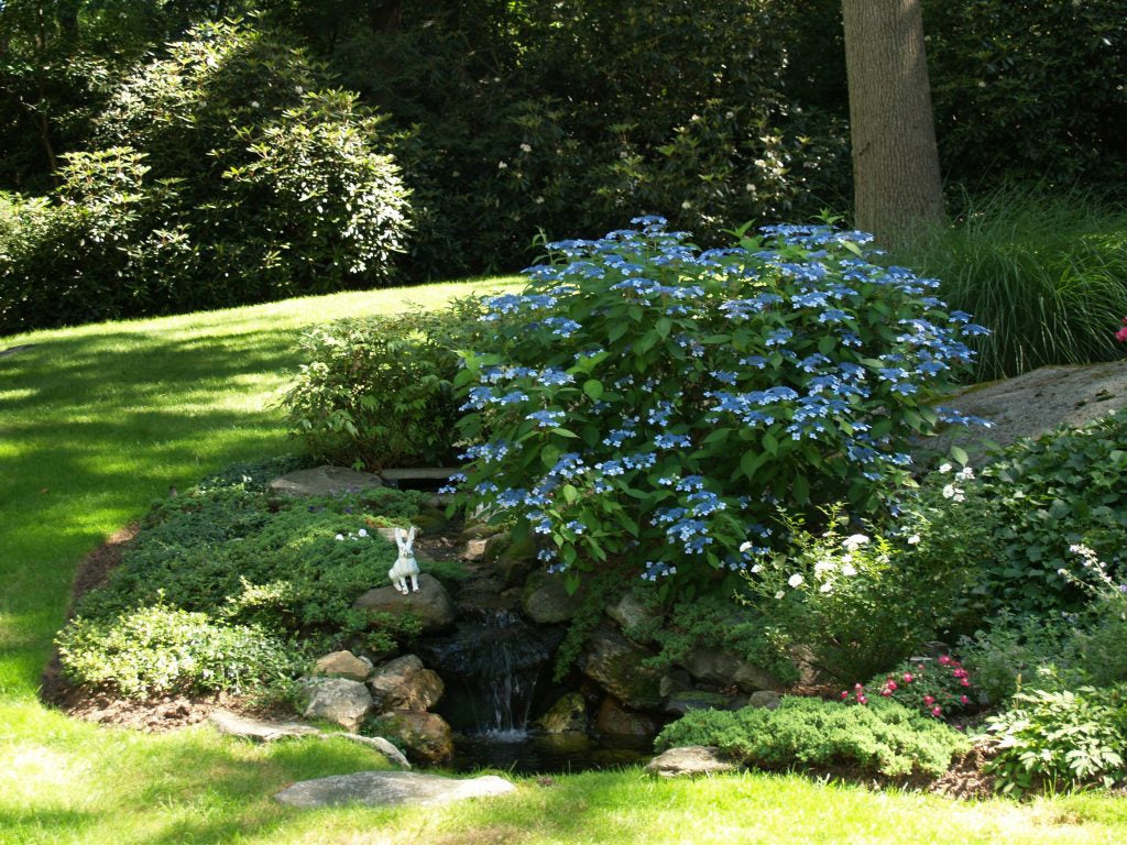 Blue lacecap hydrangea in a Westchester garden