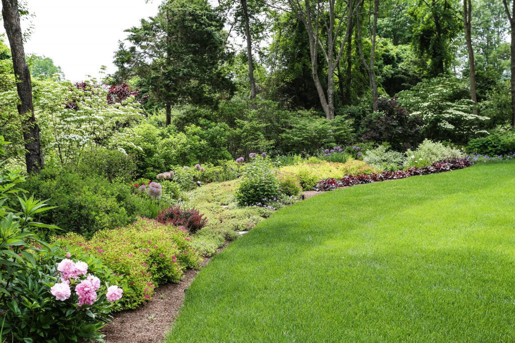 Peonies established in a Westchester garden