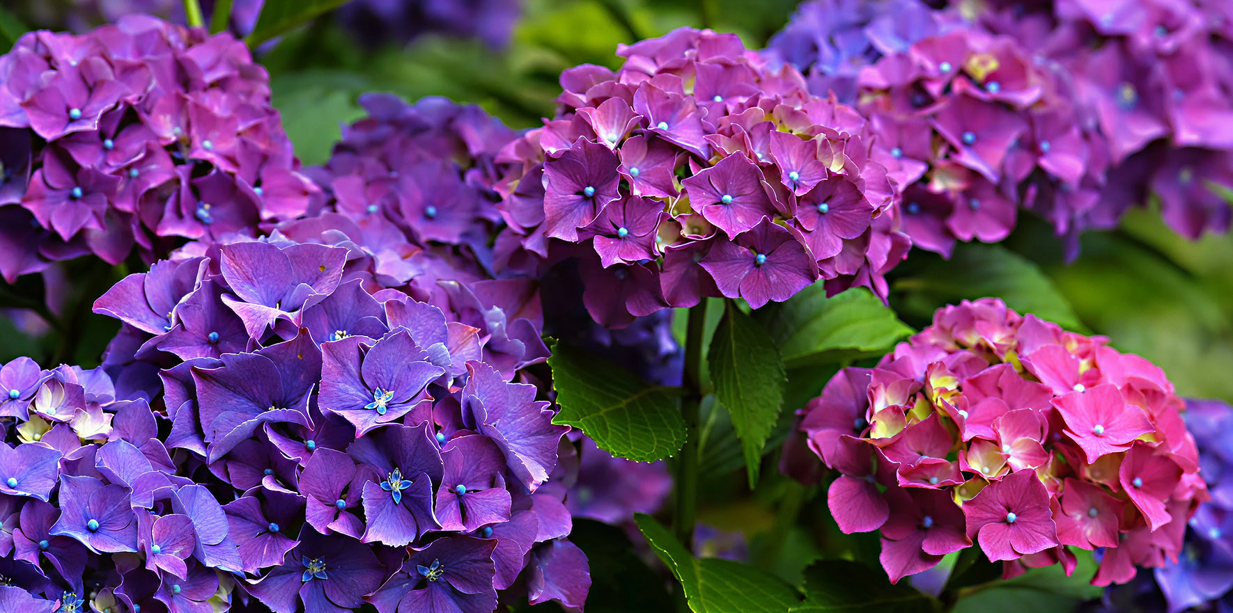 Native hydrangea close-up showing regional character