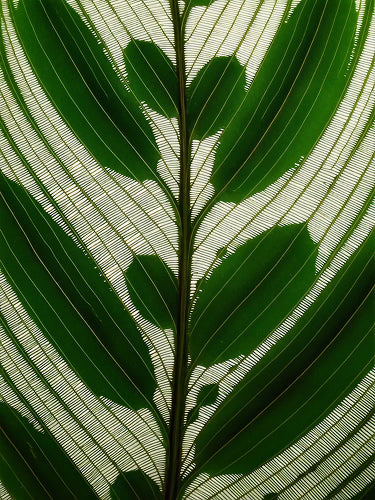 Quiet sculptural foliage composition