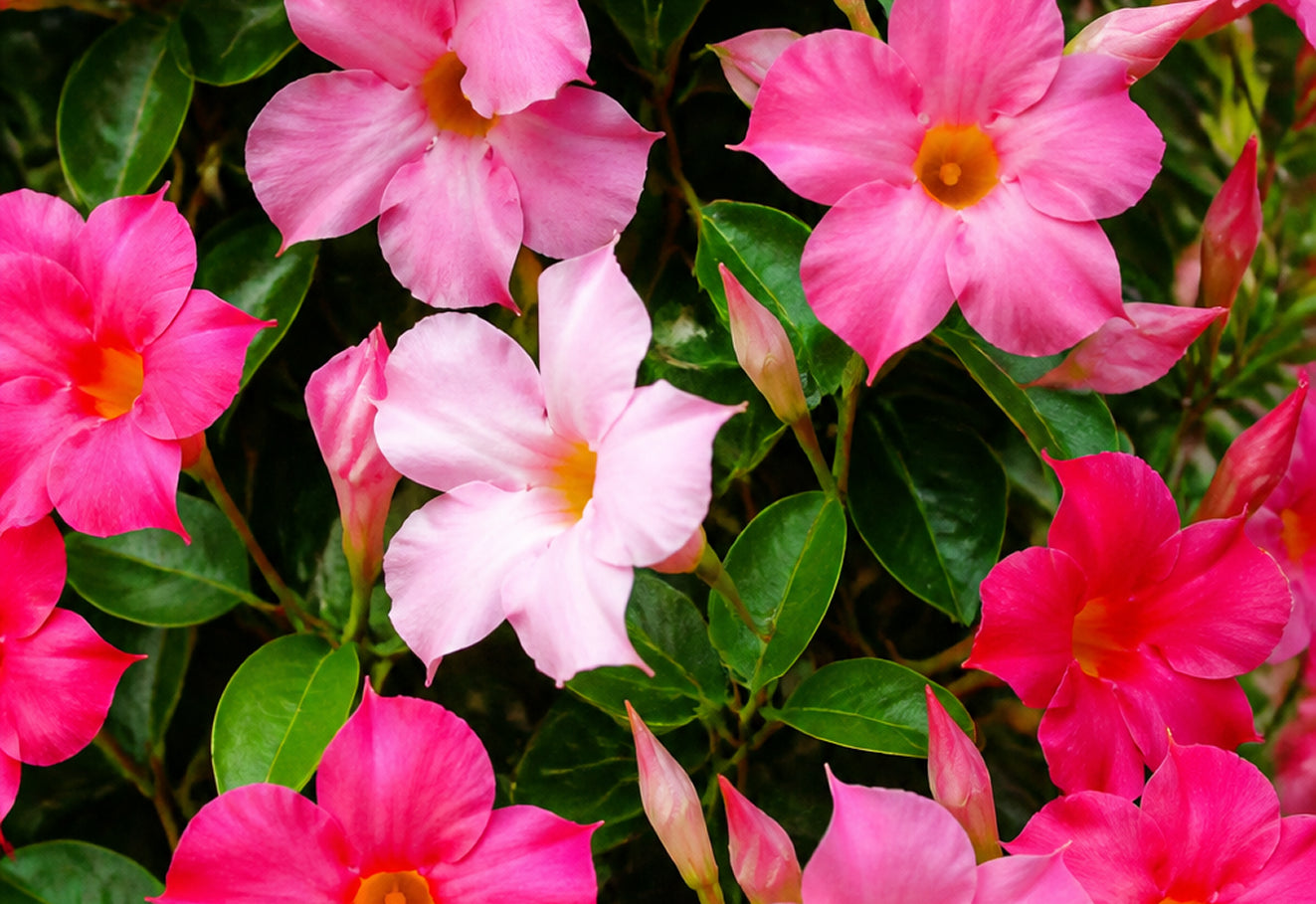 Tropical flowers