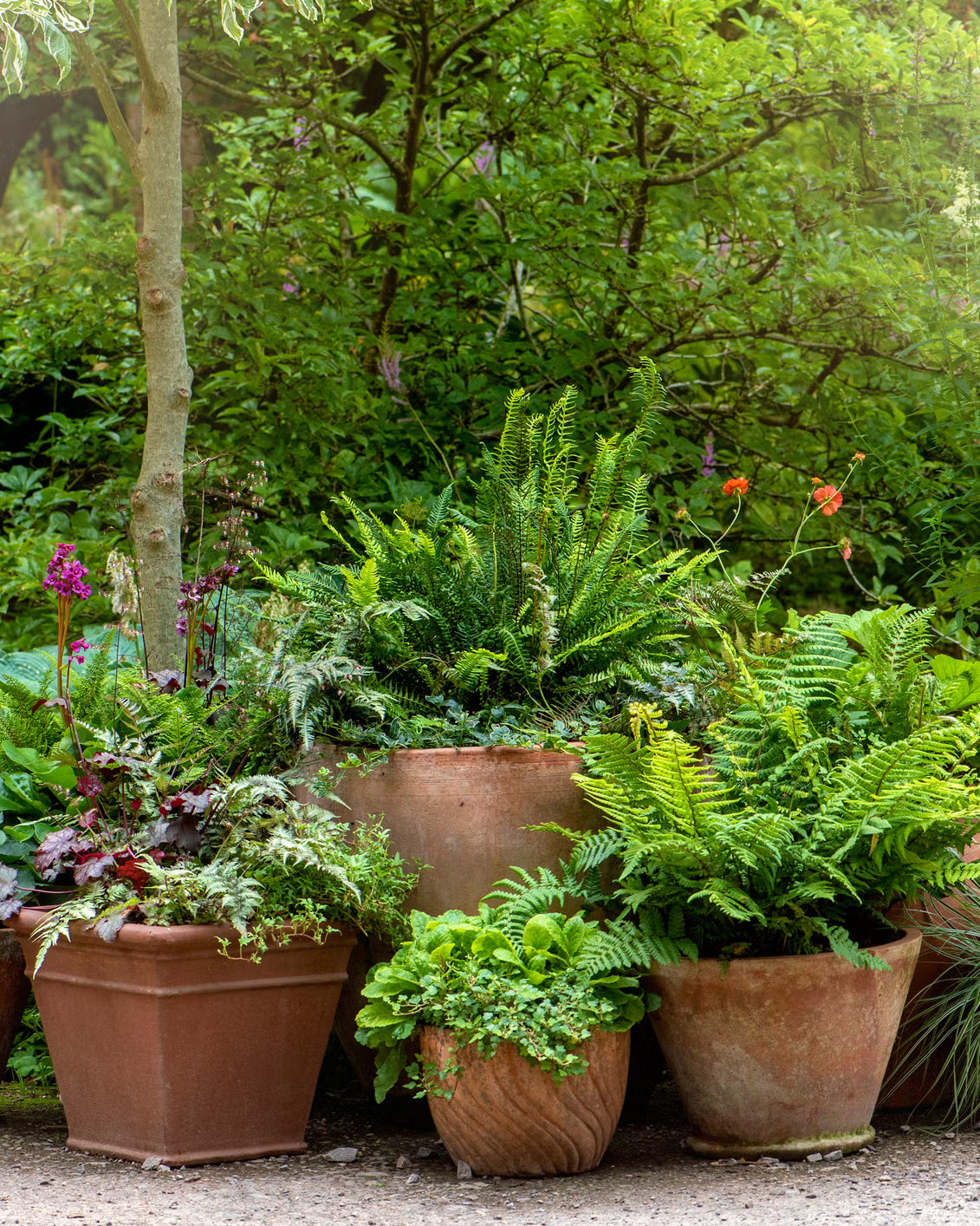 Terracotta pots planted with ferns and grasses royalty free image 1711641941.avif